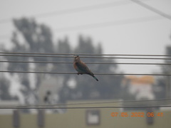 Coracias benghalensis