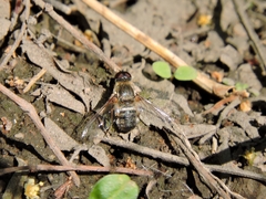 Exoprosopa rostrifera