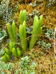 Phlegmariurus stephani