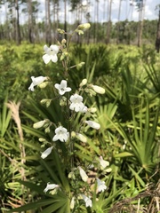 Penstemon multiflorus
