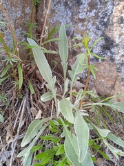 Psephellus sibiricus