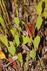 Centella brachycarpa