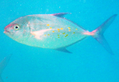Ferdauia orthogrammus