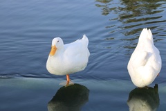 Anas platyrhynchos domesticus