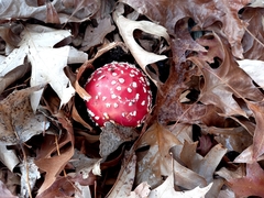 Amanita muscaria