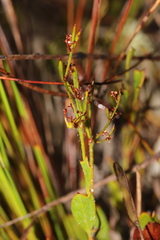 Centella brachycarpa