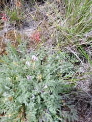 Astragalus spaldingii