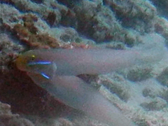 Valenciennea strigata