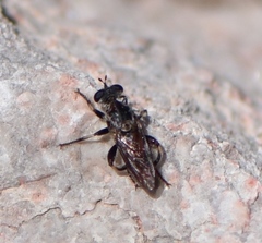 Cerotainiops