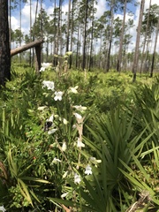 Penstemon multiflorus