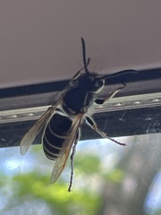 Vespula shidai