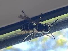 Vespula shidai