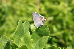 Strymon melinus