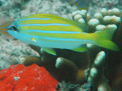Lutjanus bengalensis