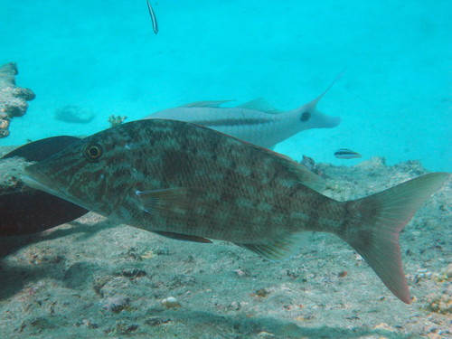 Lethrinus microdon