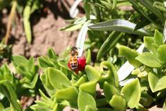 Apis mellifera