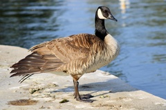 Branta canadensis