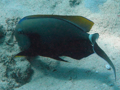 Acanthurus nigricauda