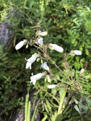 Penstemon multiflorus