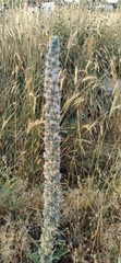 Echium glomeratum