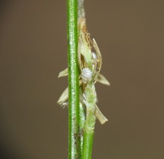 Fimbristylis acicularis