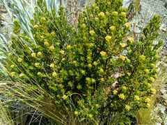 Baccharis tola