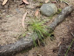 Fimbristylis acicularis