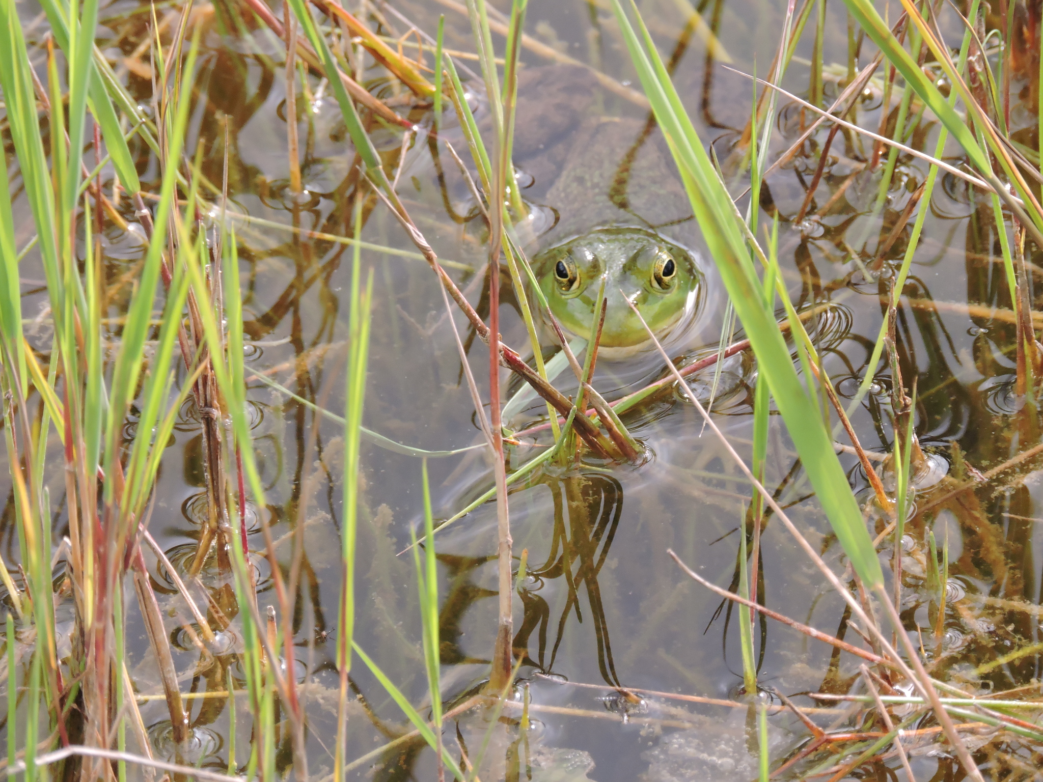 Lithobates catesbeianus image