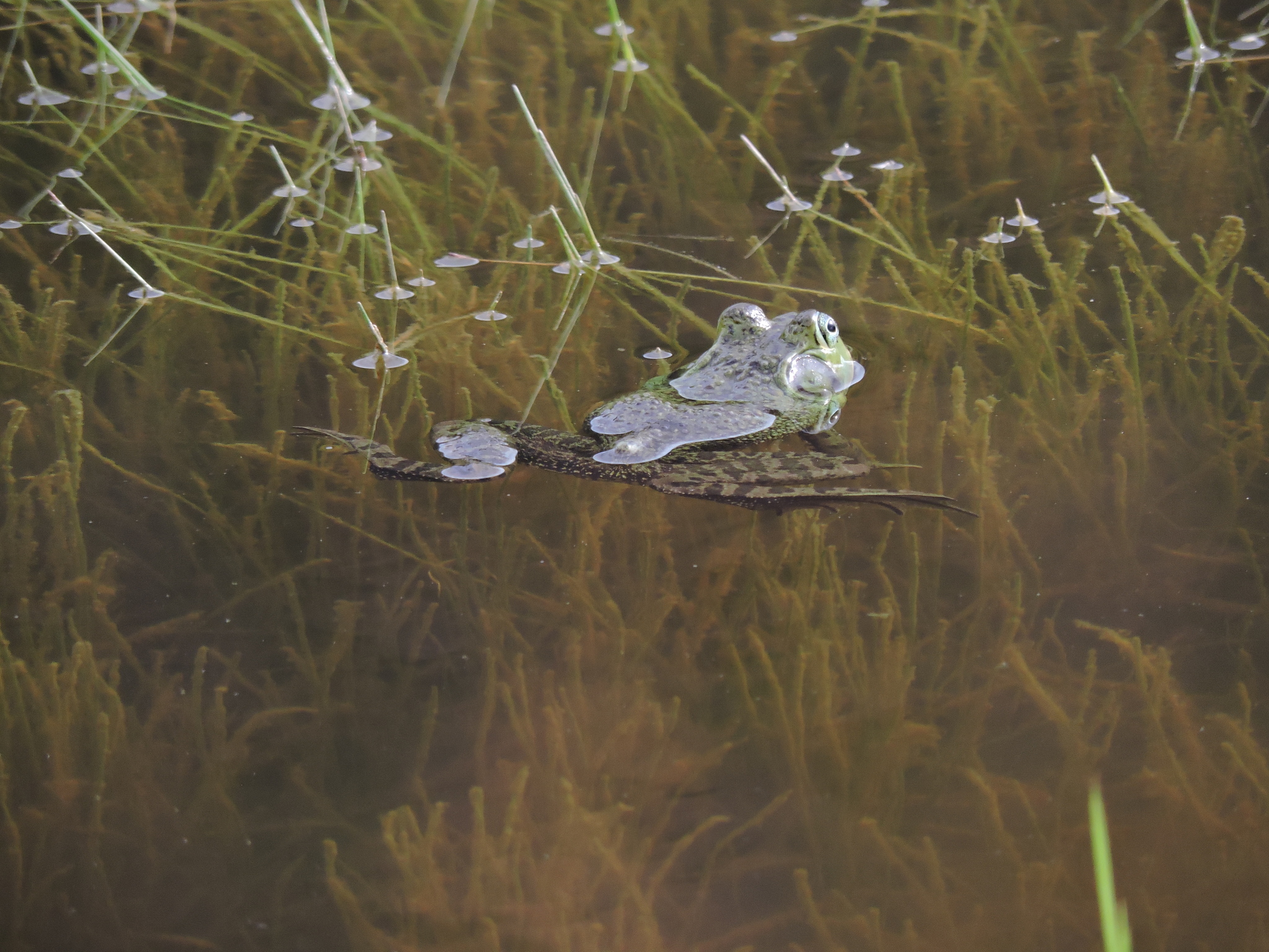 Lithobates catesbeianus image