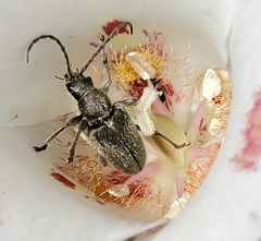 Brachysomida californica