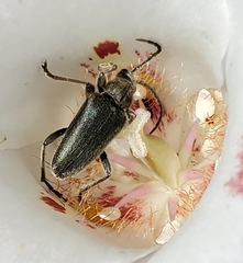 Brachysomida californica