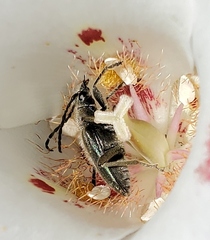 Brachysomida californica
