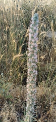 Echium glomeratum