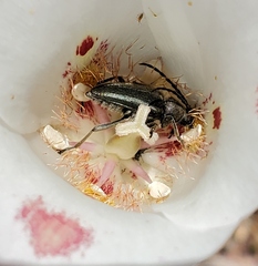 Brachysomida californica