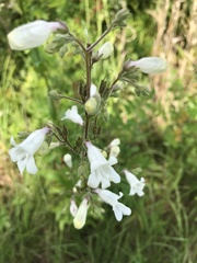 Penstemon multiflorus