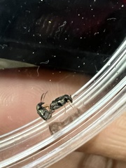 Callosobruchus maculatus