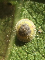 Epelidochiton piperis