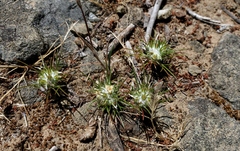 Eriastrum abramsii