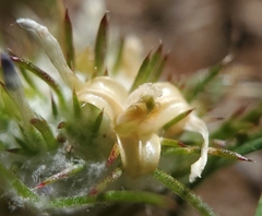 Eriastrum abramsii