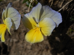 Viola ferrarinii