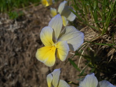 Viola ferrarinii