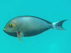 Acanthurus mata
