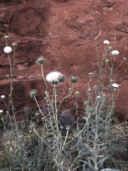 Cirsium neomexicanum utahense