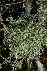 Ramalina peruviana