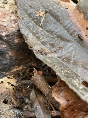 Pseudogagrella splendens