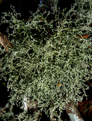 Ramalina peruviana