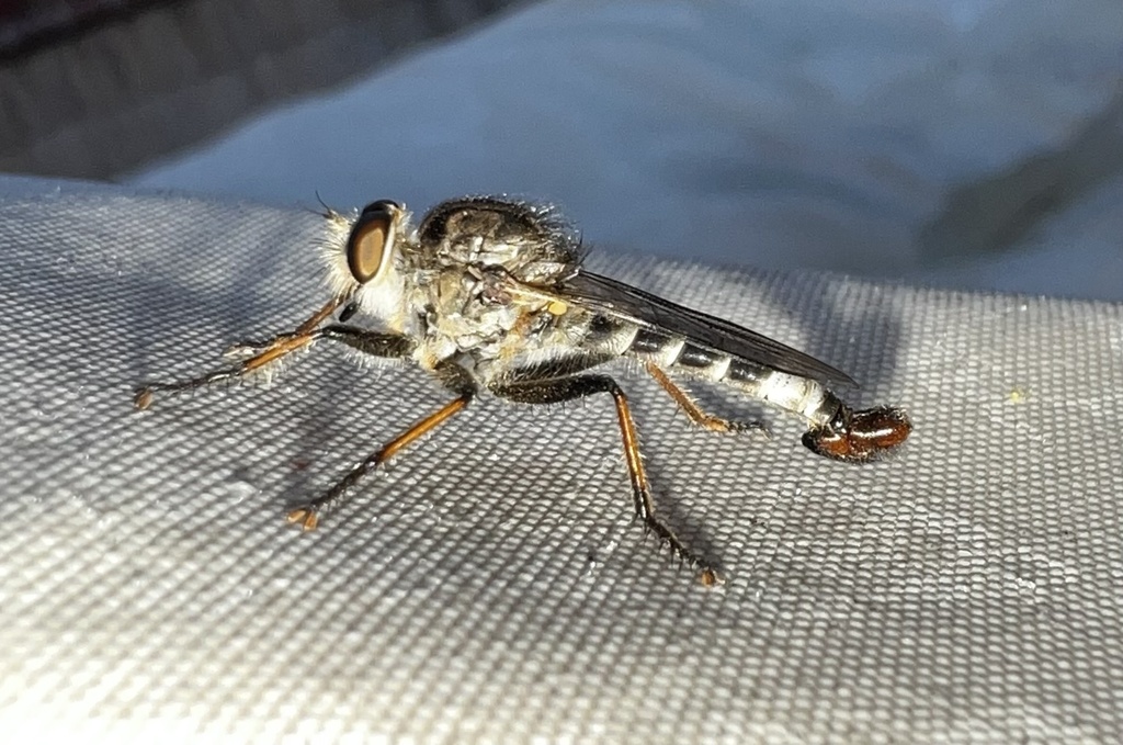 Peralta Hammertail