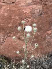 Cirsium neomexicanum utahense