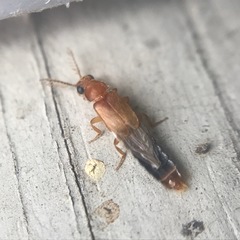 Distremocephalus texanus