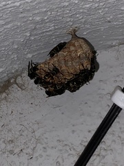 Mischocyttarus mexicanus